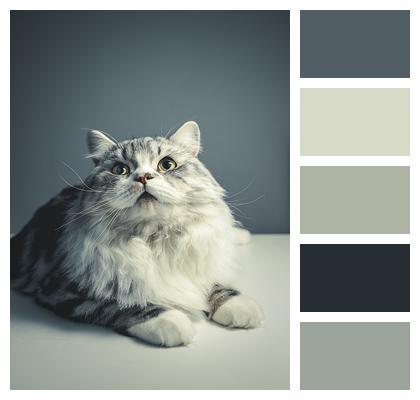 Cat Black Grey Persian Breed Image